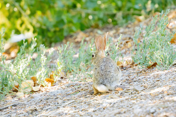 Close up shot of a cute Cottontail rabbit