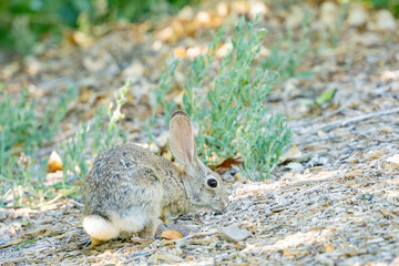 Close up shot of a cute Cottontail rabbit