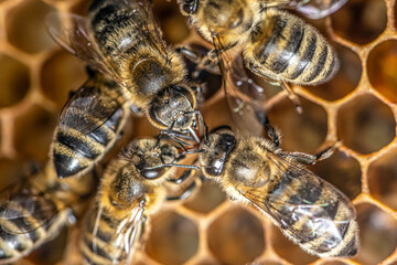 closeup macro of bees on wax frame honeycomb in apiary Honey bee hive with selective focus