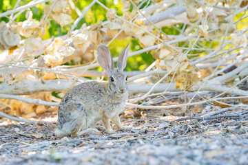 Close up shot of a cute Cottontail rabbit