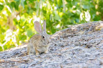Close up shot of a cute Cottontail rabbit