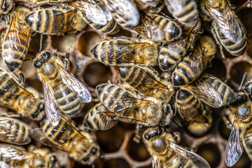 closeup macro of bees on wax frame honeycomb in apiary Honey bee hive with selective focus
