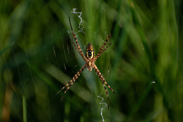 araña sobre su telaraña