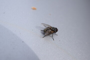 live fly on the hood of the car