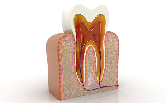 3D cross section of teeth on white background
