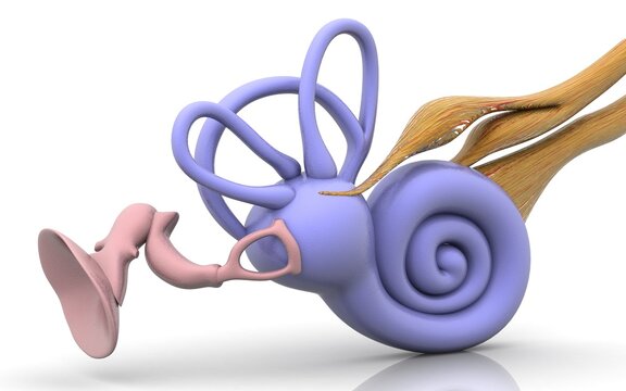 3D inner ear. Cochlea in white background
