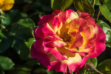Open blooming red-yellow rose. Beautiful bright red-yellow flower among green leaves. Spring park. Close-up. On open air. Foreground.