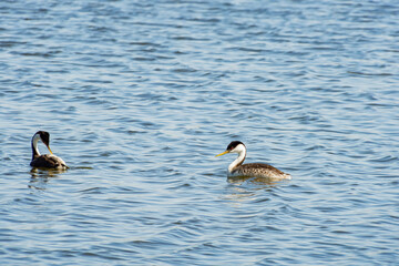 Close up shot of a cute Clark's grebe