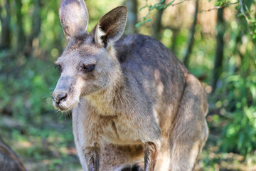 Fototapeta premium kangaroo in grass