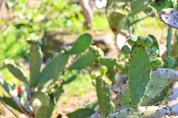 prickly pear cactus