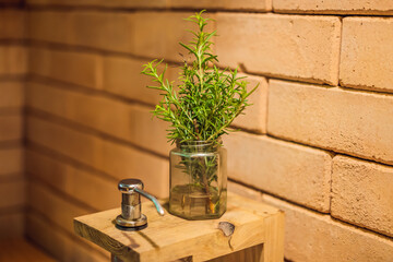 Fresh organic Rosemary Herb in a pot