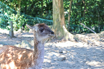 young llama in the zoo