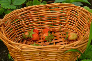Straw basket with strawberries. Summer berry season and harvest top view