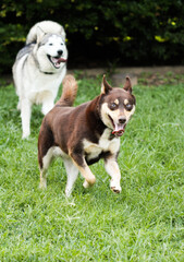 Naklejka na ściany i meble Two large dogs, Malamute and Kelpie, playing and running on grass in backyard