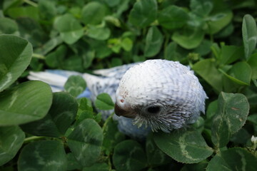 baby blue bird in clover