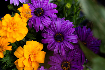 Purple African Daisies and yellow marigolds