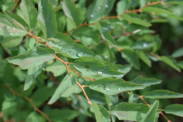 green leaves of a tree