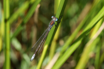 A rare male Scarce Emerald Damselfly, Lestes dryas, perching on a reed at the edge of a stream in the UK. 
