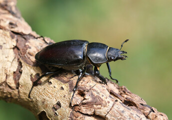 A magnificent rare female Stag Beetle, Lucanus cervus, walking over a dead log in woodland.