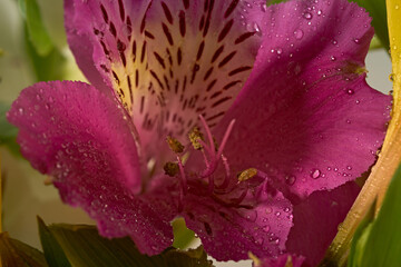 Red lily Bouquet of flowers.