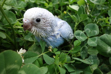 baby blue bird in clover