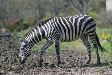 Fototapeta na wymiar Zebras grazing on a warm summer day