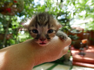 Kitten just born On the hands of an old woman