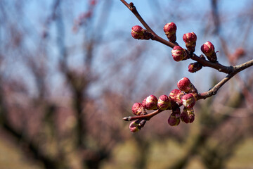 Image of blooming apple trees in the garden.