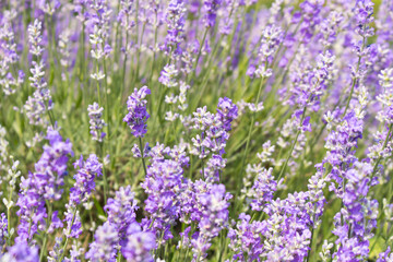 Obraz premium Blooming lavender summer day close-up. Selective focus.