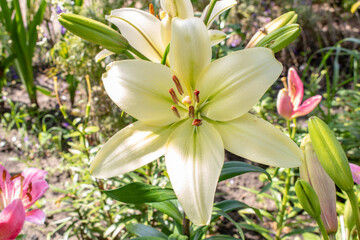 Blooming white Lily. Close up. Selective focus.