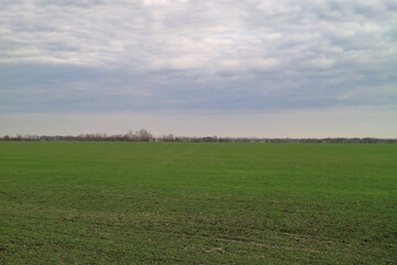Field with young seedlings of wheat. Background.