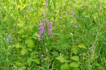 Blooming Ivan Tea in the Wild