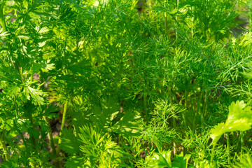 dill and parsley in the garden