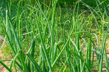 green onion grows on the bed