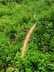 Pennisetum pedicellatum, known simply as desho or as desho grass