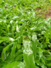 Small insect in a grass