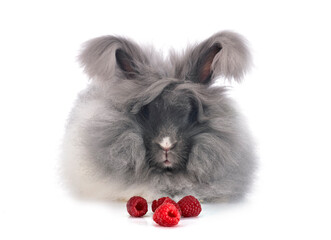 English Angora rabbit