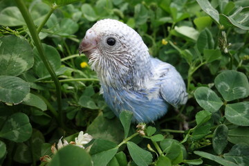 baby blue bird takes a walk in clover
