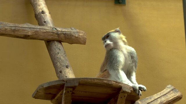 East Javan Langur Sitting On Wooden Post In a Zoo. Low Angle, Follow Shot