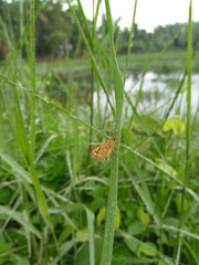 Dragonfly on a green leaf