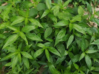 King of bitters scientific name Andrographis paniculata Burm, Wall. Ex Nees, Fah Talai jhon, Thai...