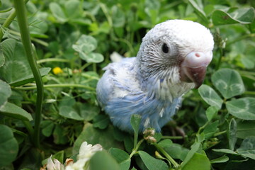 baby blue bird takes a walk in clover