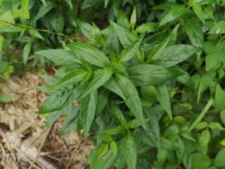 King of bitters scientific name Andrographis paniculata Burm, Wall. Ex Nees, Fah Talai jhon, Thai...