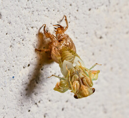 Cicada (Cicadoidea) molting