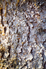 Pine bark texture - soft focus