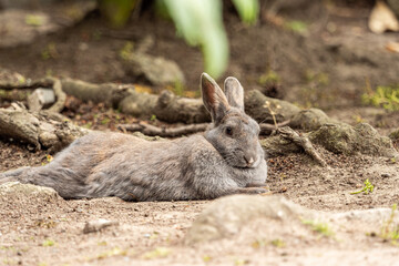 Naklejka na ściany i meble one cute chubby grey rabbit laying on the ground under the shade with its legs stretched out