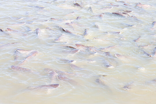 A group of Siriped Catfish or Pangasius sutchi swimming in the water. And eating pellet food.