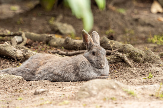 one cute chubby grey rabbit laying on the ground under the shade with its legs stretched out