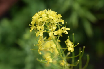 shepherd's bag close up
