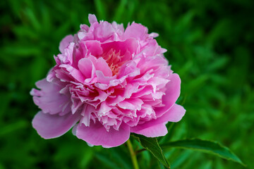 Peony flower inflorescence on a lawn in summer